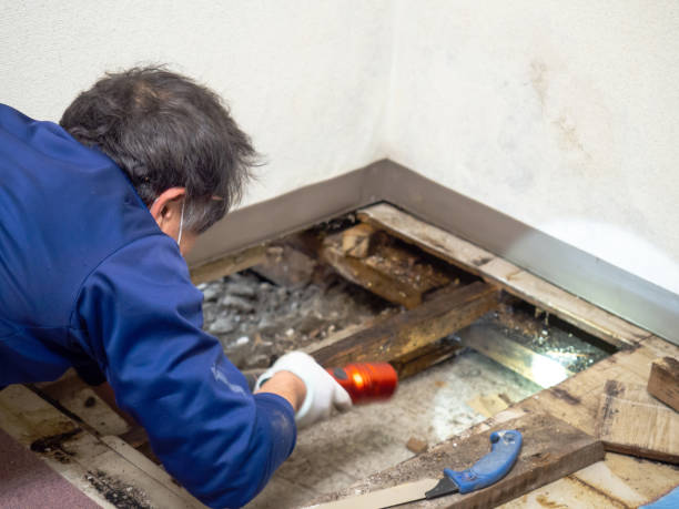 Best Bathroom Mold Remediation in Alsip, IL
