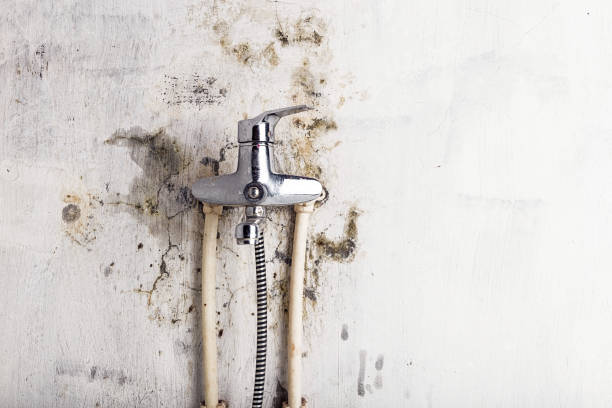 Best Kitchen Mold Remediation in Alsip, IL