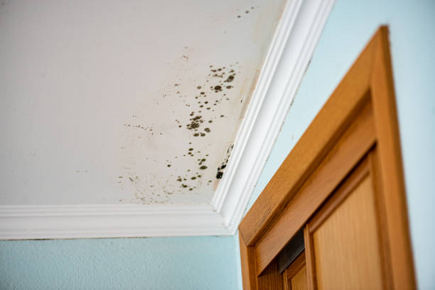 Best Black Mold Remediation in Alsip, IL