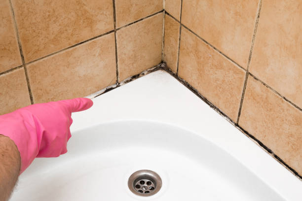 Best Post-Flood Mold Remediation in Alsip, IL
